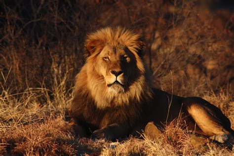 Beautiful Animals Safaris Amazing Lions Big Cats Africas Dangerous