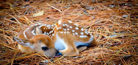 Baby Axis Deer