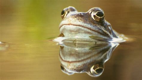 Climate Change How Frogs Could Vanish From Ponds Bbc News