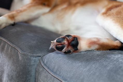 Cracked Dog Paws Tips And Treatments Great Pet Care