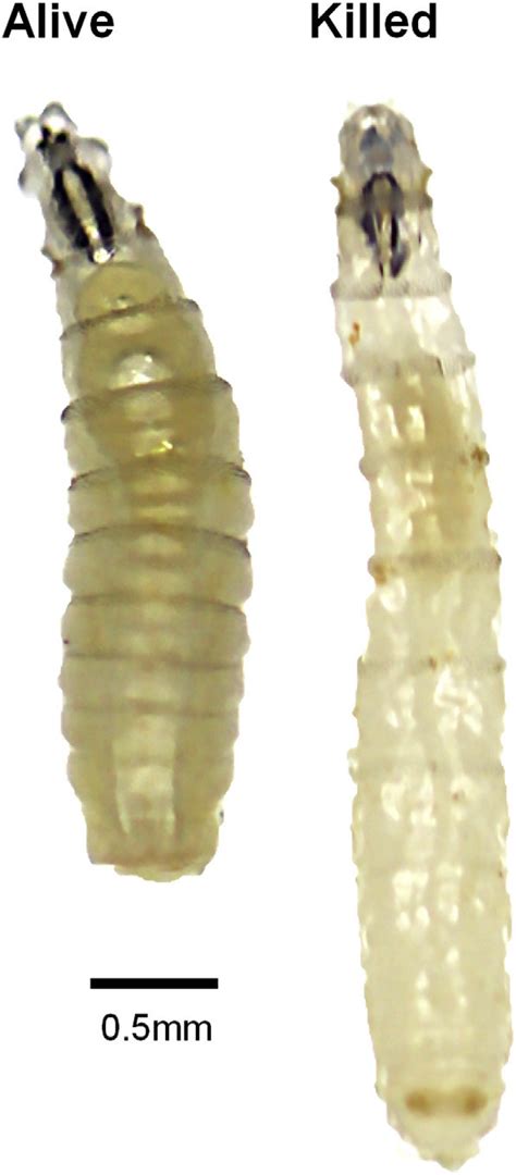 2nd Instar Phormia Regina Larva Killed Specimen 30s Hwk In 80 Ethanol Download Scientific