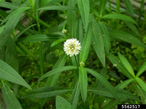 Alligatorweed Alternanthera Philoxeroides