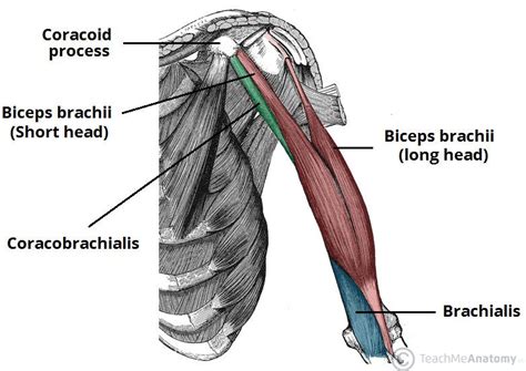 The medial head is actually deep to the other two heads but it is named medial because at the level of. Fig 1 - The coracobrachialis, biceps brachii and ...