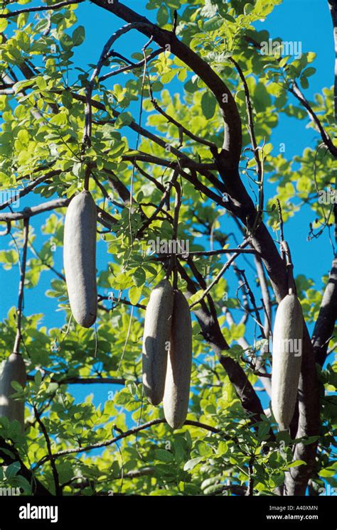 Sausage Tree Kigelia Pinnata Fruits Stock Photo Alamy