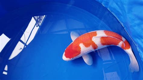 We produce some of the most highly desired koi varieties including kohaku, showa, sanke, asagi, shusui, kumonryu, kikokuryu, butterfly, doitsu, gin rin and many others. Okayama Momotaro Koi: - YouTube