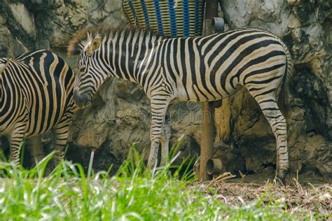 The Zebra Has Black Stripes Alternating With White Stripes Stock Photo