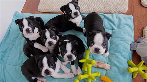 Maybe you would like to learn more about one of these? Boston Terrier Puppies - Week 6 - YouTube