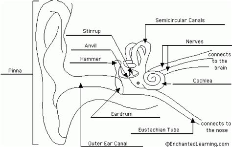 Label The Ear Anatomy Diagram Worksheet Answers Anatomy Worksheets