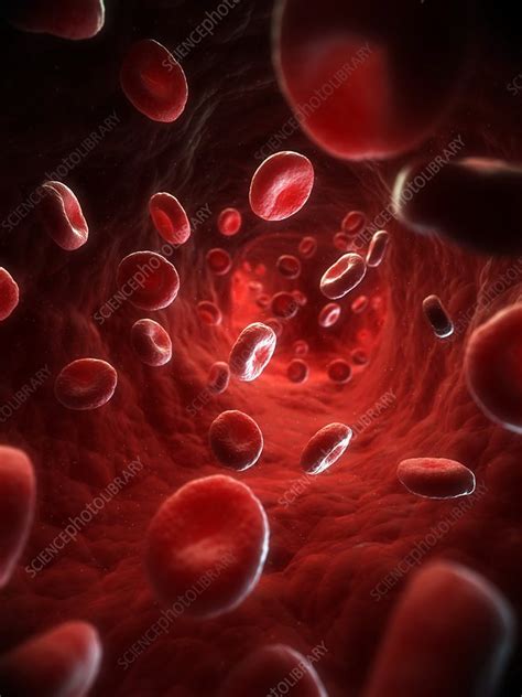 Red Blood Cells Artwork Stock Image F0055291 Science Photo Library
