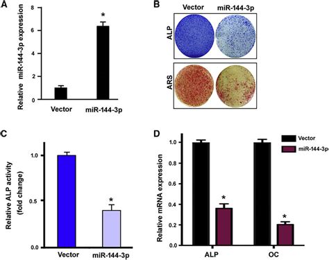 overexpression of mir 144 3p inhibits the osteogenic potential of bmscs download scientific