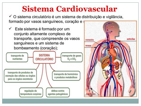 Sistema Circulat Rio Caracter Sticas Fisiologia Anatomia Resumo Mobile Legends