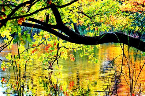 Autumn Branches Over The Pond Hd Desktop Wallpaper Widescreen High