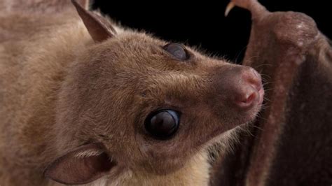Marburg virus was first recognized in 1967, when outbreaks of hemorrhagic fever occurred simultaneously in laboratories in marburg and frankfurt, germany and in belgrade, yugoslavia (now. Deadly Marburg Virus Found in Sierra Leone Bats | Global ...