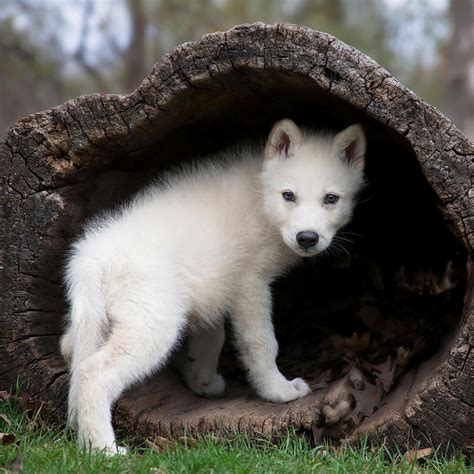 Pin by Patrizia BBI on Animals | Wolf pup, Baby wolves, Wolf dog