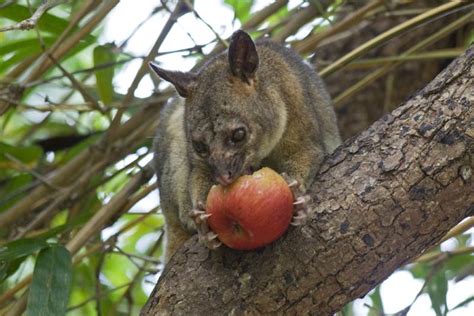 We did not find results for: What Do Brushtail Possums Eat? - Brushtail Possum Diet and ...