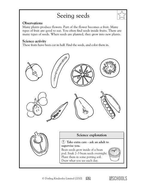 First Grade Science Printable Worksheets Wert Sheet