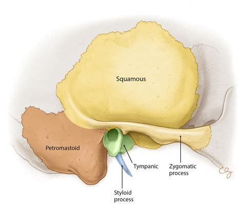 Temporal Bone Labeled Anatomy