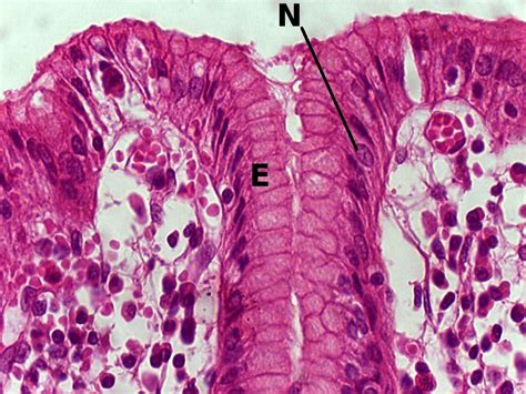 Microscope Labeled Simple Columnar Epithelium Micropedia My XXX Hot Girl