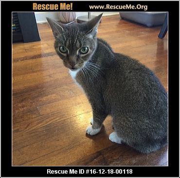 There are so many animal welfare organizations that could use your loving support. Oregon Bengal Rescue ― ADOPTIONS ― RescueMe.Org