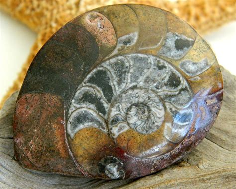 Ammonite Marine Fossil Sea Animal Shell Spiral Mollusk Polished 1962