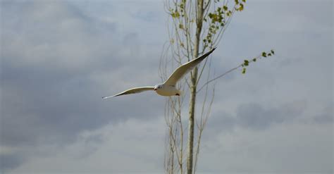 White Feathered Bird On Mid Air · Free Stock Photo