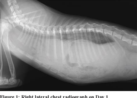Figure 1 From A Juvenile Cat With Megaesophagus And A Hiatal Hernia