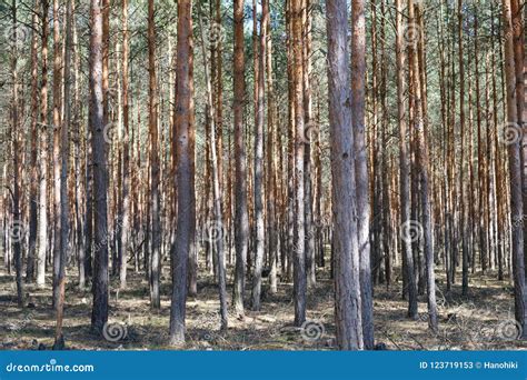 Trees In Pine Tree Forest Coniferous Forest Stock Image Image Of