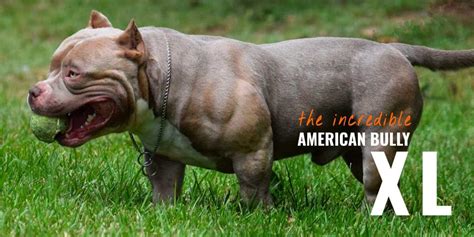 1,766 likes · 90 talking about this. American Bully XL - Standard, Regimen, Bloodlines ...