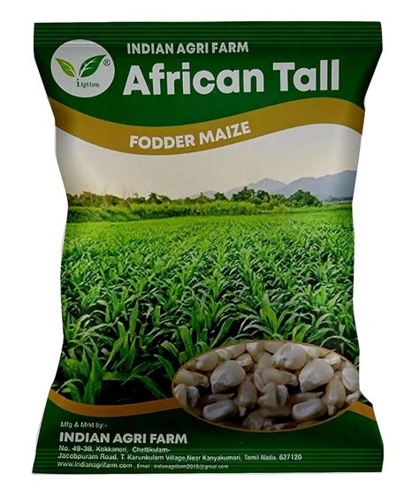 African Tall Maize Seeds For Fodder Cultivatioin Packaging Type Pp Bags At Rs 100 Kilogram In