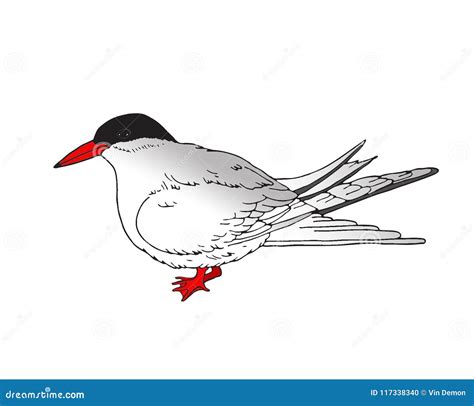 Arctic Tern Animal Vector Illustration Hand Drawn Cartoon Art