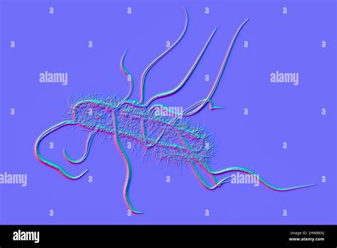 Escherichia Coli Bacteria Illustration Stock Photo Alamy