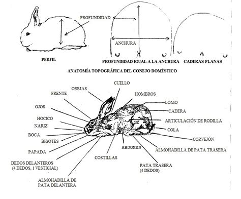 Características Anatómicas De Los Conejos Cunicultura Peru
