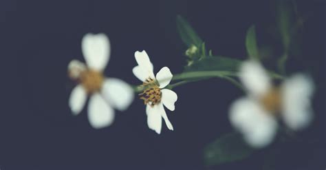 White Petaled Flowers In Selective Focus Photography · Free Stock Photo