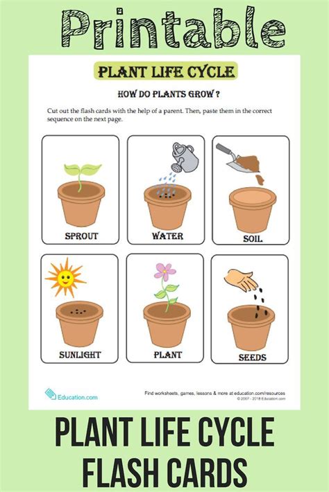 Plant Life Cycle Flash Cards | Your budding botanists will love these