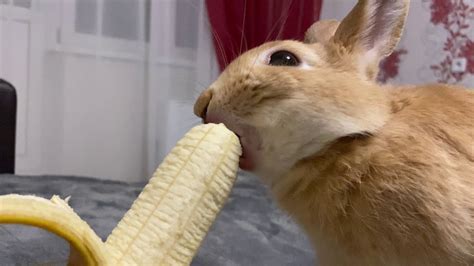 Rabbit First Time Eat Banana Youtube