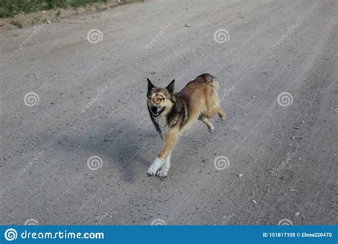 Cheerful Domestic Dog On The Road Stock Image Image Of Pets Domestic