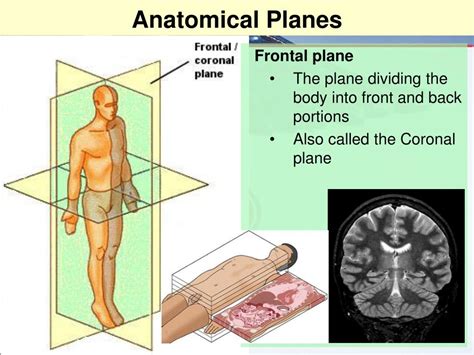 Ppt Medical Terminology Anatomical Position Directional Terms And
