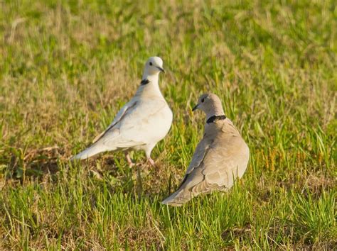 Leucistic Collared Dove A Pair Of Eurasian Collared Doves Flickr