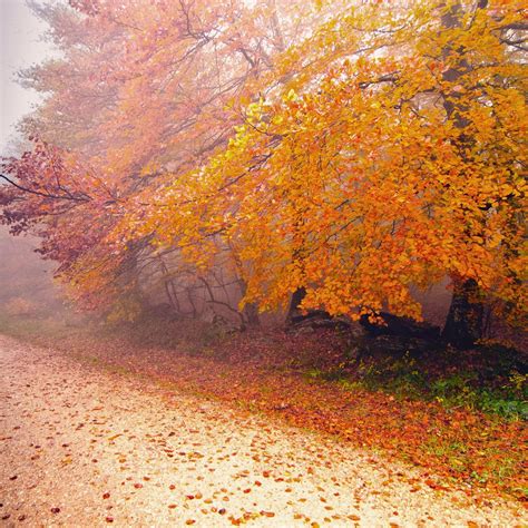 Foggy Autumn Wallpapers 4k Hd Foggy Autumn Backgrounds On Wallpaperbat