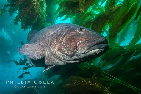 Giant Black Sea Bass Catalina Island Stereolepis Gigas California