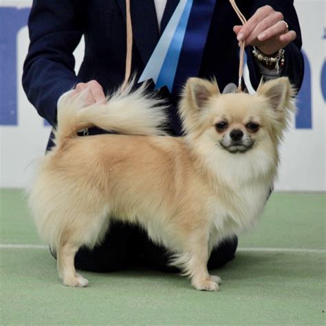 Nella varietà a pelo lungo, la presenza di un collare con pelo più lungo è altamente desiderabile. Consigli per la scelta - Casa Dolcechihuahua