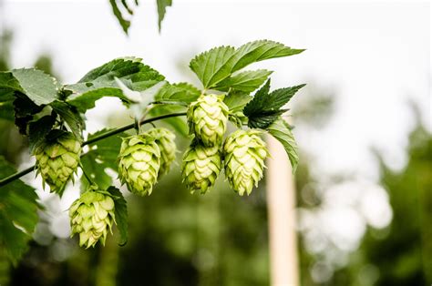 The Most Commonly Used Ipa Hops Beer Maverick