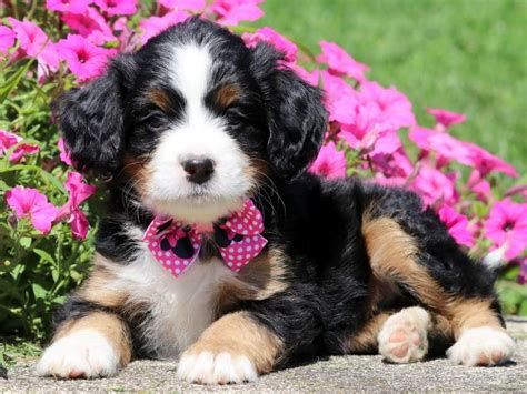 Review how much miniature australian shepherd puppies for sale sell for below. Erma | Bernedoodle - Mini Puppy For Sale | Keystone Puppies