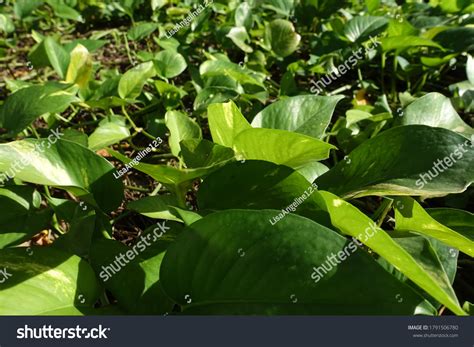Green Money Plant Epipremnum Pinnatum Stock Photo 1791506780 Shutterstock
