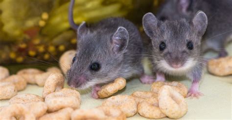 What are some natural remedies to get rid of mice? How to Repel Mice with Natural Herb Sachets | My Garden Life