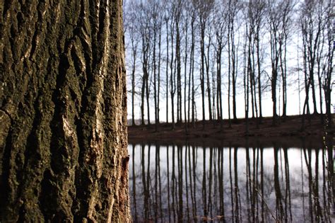 Bäume Winter Bilder Kostenlos Zum Download Titania Foto