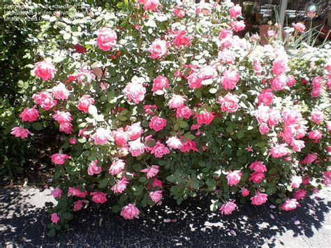 Plantfiles Pictures Shrub Rose Pink Double Knock Out Rosa By