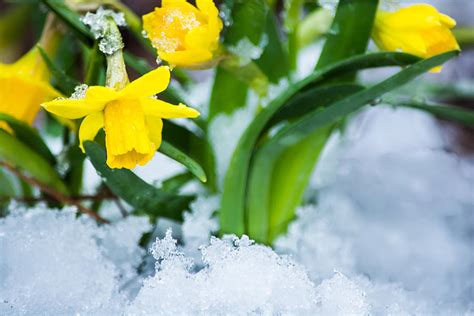 Daffodils In The Snow Photograph By Parker Cunningham Fine Art America