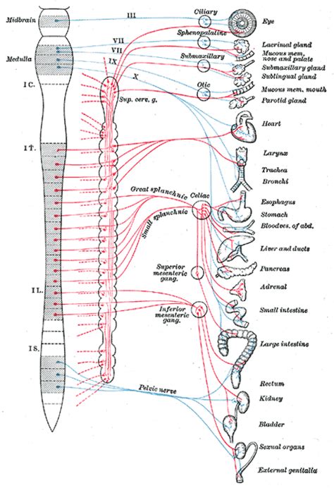 Autonomic nervous system are that they both usually consist of a chain of two neurons connecting the central nervous system to the target cell but the more structures and has many more functions than i can cover in this little introductory video for instance autonomic neurons play a role in changing the. Functions of the Autonomic Nervous System | Boundless ...