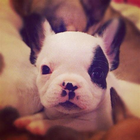 Boo French Bulldog Puppies French Bulldogs Batpig Terrier Mix